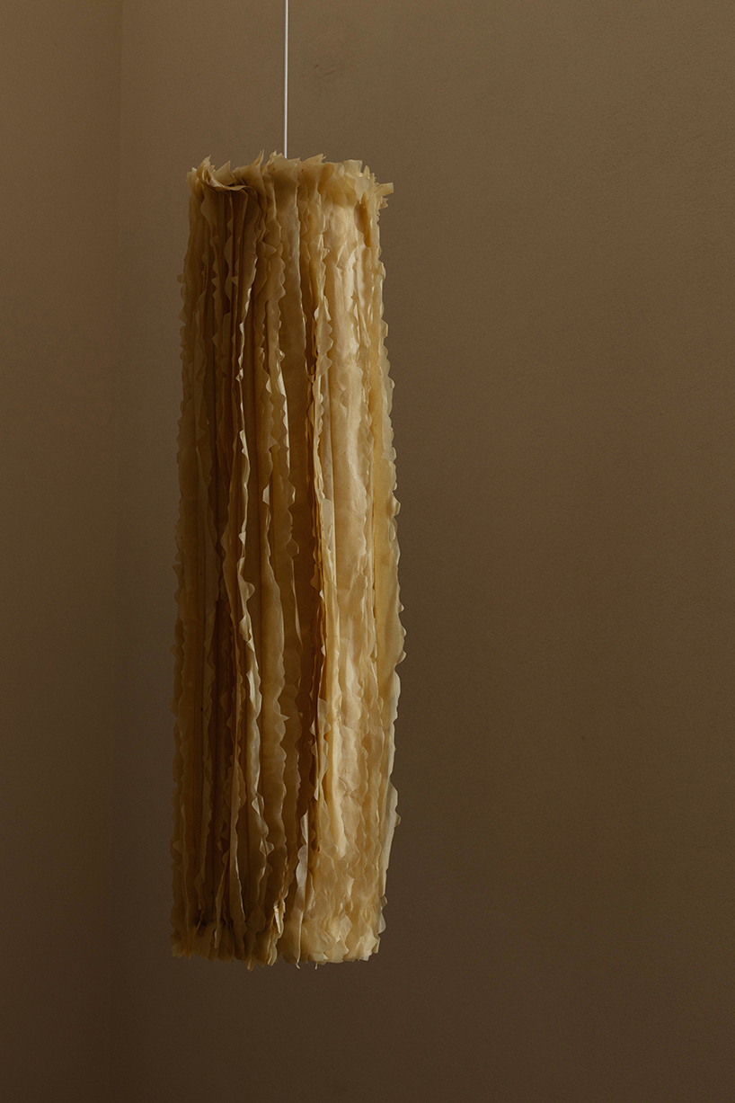 bacterial cellulose transforms into translucent ruffled lighting sculptures
