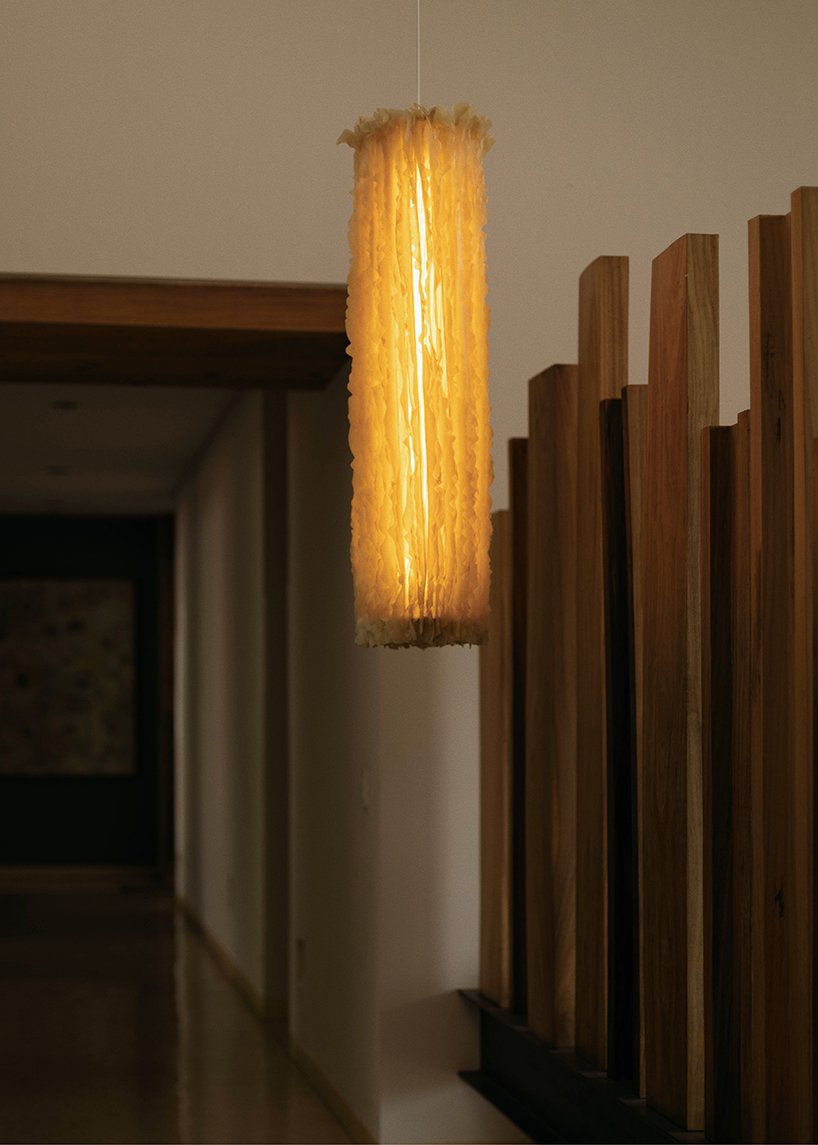 bacterial cellulose transforms into translucent ruffled lighting sculptures