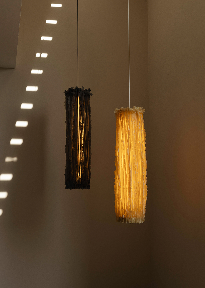 bacterial cellulose transforms into translucent ruffled lighting sculptures
